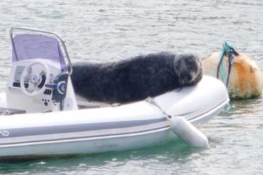 10 April 2021 - 09-42-52

----------------
Windo the Dartmouth seal moves home